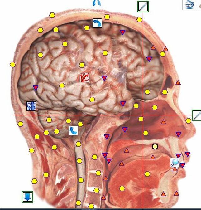 https://bioresonancescans.com/wp-content/uploads/2023/06/head.jpg